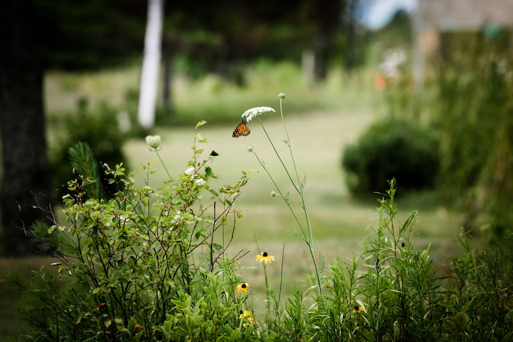 Monarch butterfly on Queen Anne's lace in the garden