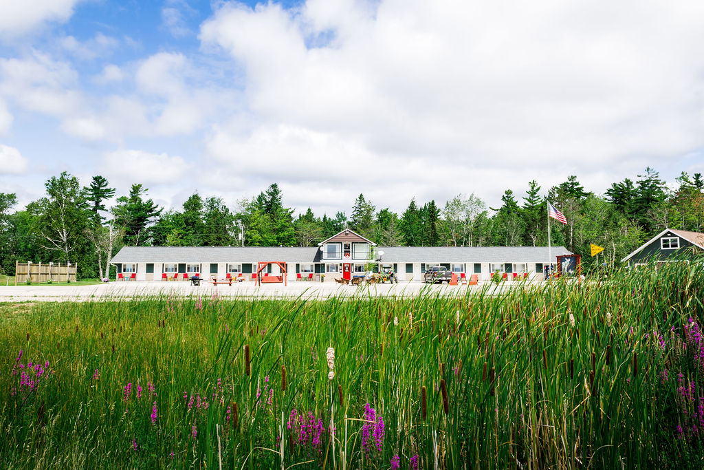 Moose Resort lodge framed by tall cattails and wildflowers